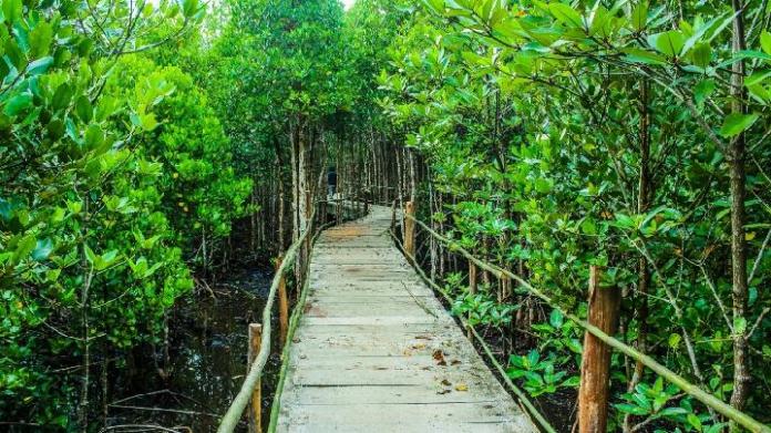 Berikut 5 Wisata Hutan Manggrove Indonesia