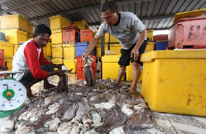 Aceh Ekspor 15 Ton Gurita ke Jepang
