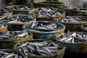 Stok Ikan TPI Lampulo Masih Mencukupi Kebutuhan Masyarakat Banda Aceh