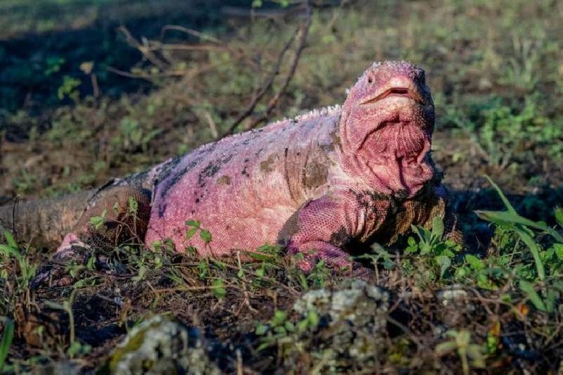 Hanya 211 Spesimen, Iguana Merah Muda Galapagos Terancam Punah