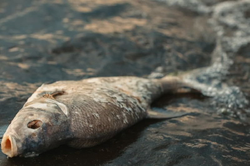 Ikan di Sungai Nagan Raya Mati, Ini Penyebabnya