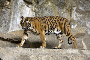 Harimau Sumatra Mangsa Ternak Warga Trumon Tengah