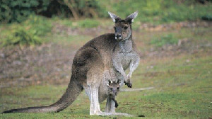 Dua Remaja Australia Didakwa Membunuh 14 Kanguru