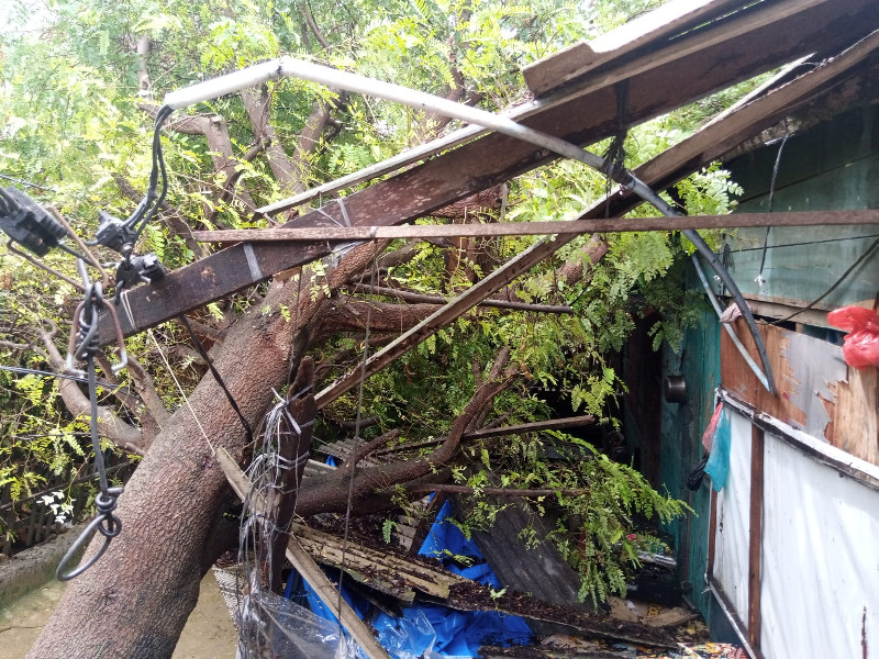 1 Rumah Hancur Tertimpa Pohon Besar di Lhokseumawe Akibat Angin Kencang