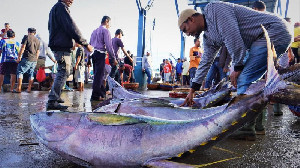 Jelang Akhir Tahun, Produksi Ikan di Banda Aceh Alami Penurunan