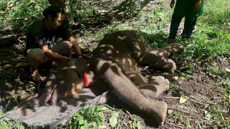 Anak Gajah Yang Mati, Siddiq: Harus Ada Penindakan Tegas Penggunaan Jerat