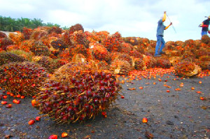 Harga Sawit di Aceh Naik Drastis