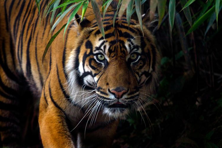Petani di Aceh Selatan Berhasil Selamat Dari Serangan Harimau