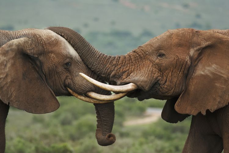 Gajah Ditemukan Mati di Pedalaman Aceh Utara, Diduga Karena Perkelahian