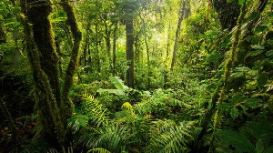 Dishut Sumut Amankan 2 Alat Berat Diduga Sebagai Alat Untuk Rambah Hutan