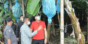 Nova Tinjau Perkebunan Pisang Cavendis di Bener Meriah yang Akan Diresmikan Menteri Pertanian