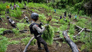 Polisi Berhasil Ungkap 2 Hektar Ladang Ganja di Taman Nasional Gunung Leuser
