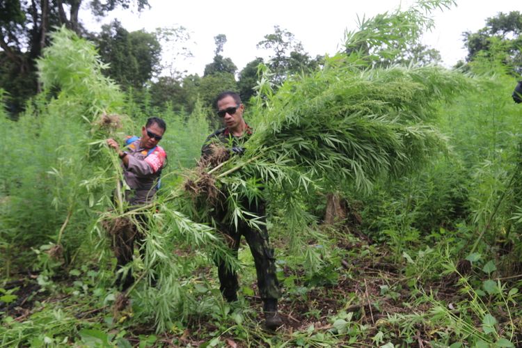 BNN Musnahkan 8 Hektare Ladang Ganja di Aceh Besar