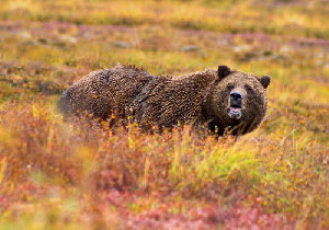 Diduga Diserang Beruang Grizzly, Seorang Pendaki Montana Tewas