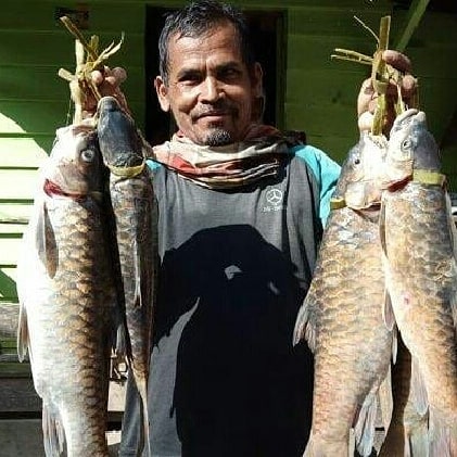 Penangkapan Benih Ikan Jurung Di Pining Menuai Protes