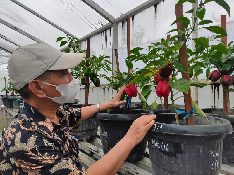 Prof Syafruddin Berhasil Kembangkan Paprika Mikoriza di Daerah Tropis