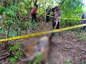 3 Harimau di Aceh Timur Mati Terjerat, Ini Langkah Cepat BKSDA