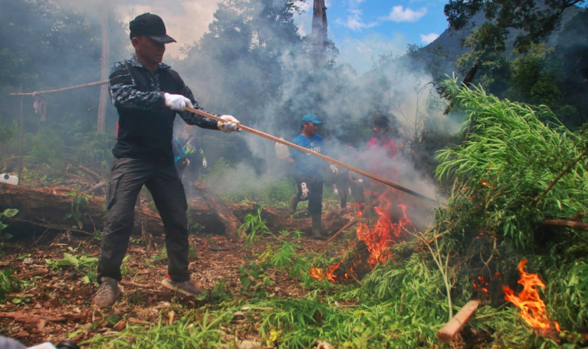 BNN Aceh Musnahkan 3,5 Hektare Ladang Ganja di Hutan Lamteuba