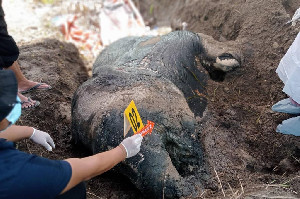 Gajah Mati Tanpa Gading, FJL Desak Polres Aceh Tenggara Usut Tuntas