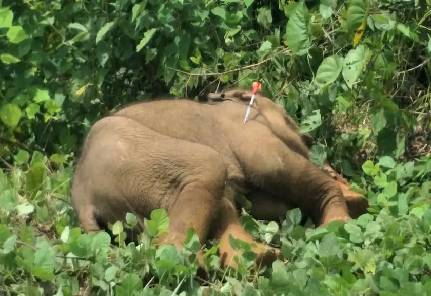 Seekor Gajah Sumatera Ditemukan Mati di Agara
