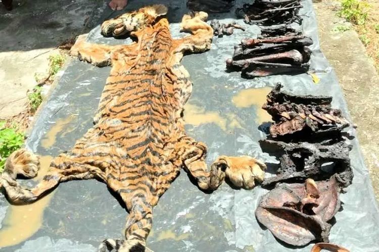 APH dan BPPHLHK Wilayah Sumatera Didesak Tetapkan Pelaku Perdagangan Kulit Harimau Sebagai Tersangka