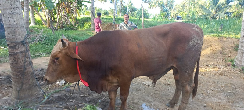 12 Ekor Lembu di Gampong Bugeng Kecamatan Jangka Terindikasi Gejala PMK