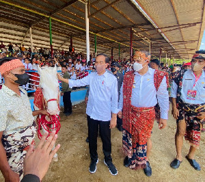 Presiden Jokowi Menonton Ekshibisi Balap Pacuan Kuda