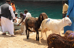 15.800 Domba Tenggelam di Pelabuhan Sudan