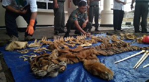 Besok Konferensi Pers Kasus Kulit Harimau Digelar di Polda Aceh