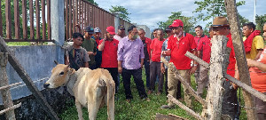 Hadir Sebagai Solusi, PDIP Aceh Baksos Pengobatan PMK di Aceh Jaya