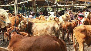 Setiap Hari Puluhan Hewan Ternak di Aceh Besar Terjangkit PMK