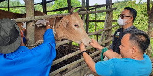 300 Dosis Vaksin PMK Disalurkan ke Aceh Tamiang, Diberikan Bagi Ternak yang Sehat