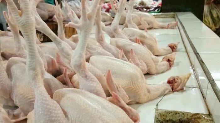 Kementan Bakal Ekspor Ayam ke Singapura