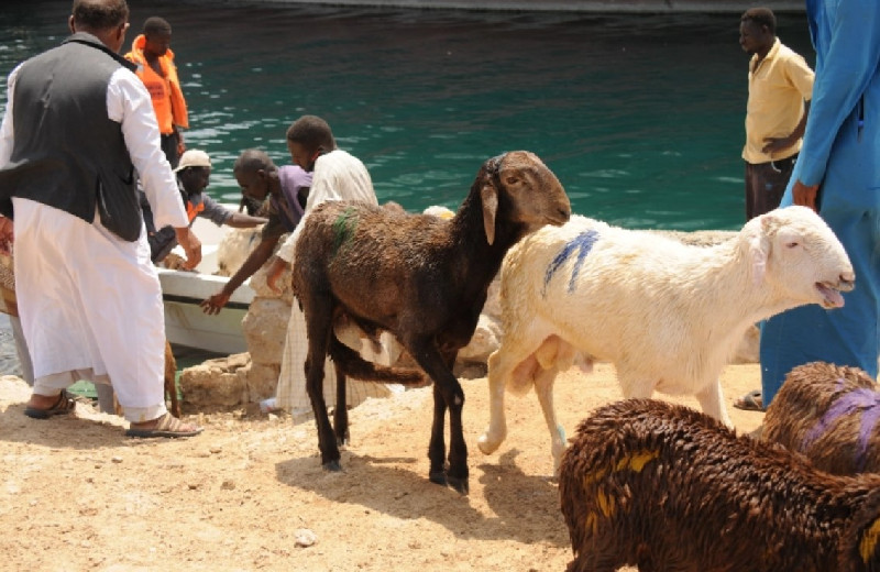 15.800 Domba Tenggelam di Pelabuhan Sudan