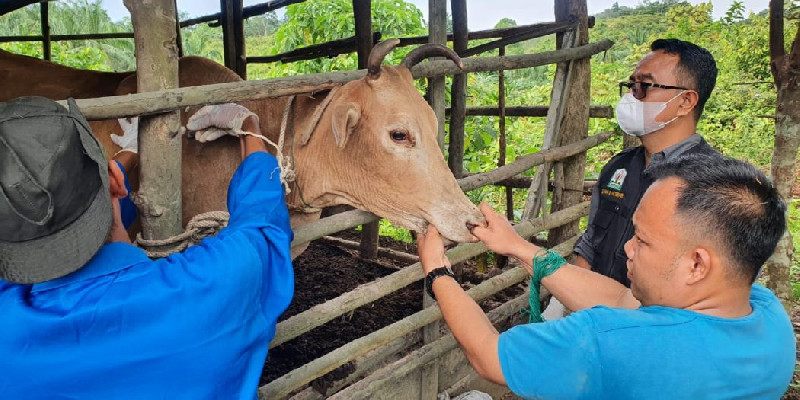 300 Dosis Vaksin PMK Disalurkan ke Aceh Tamiang, Diberikan Bagi Ternak yang Sehat