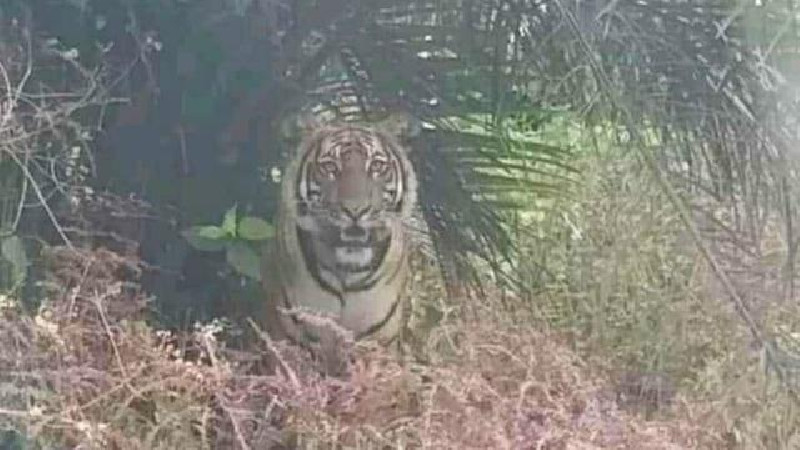 Harimau Sumatra Keliaran di Kebun Warga Kampung Blangtemung