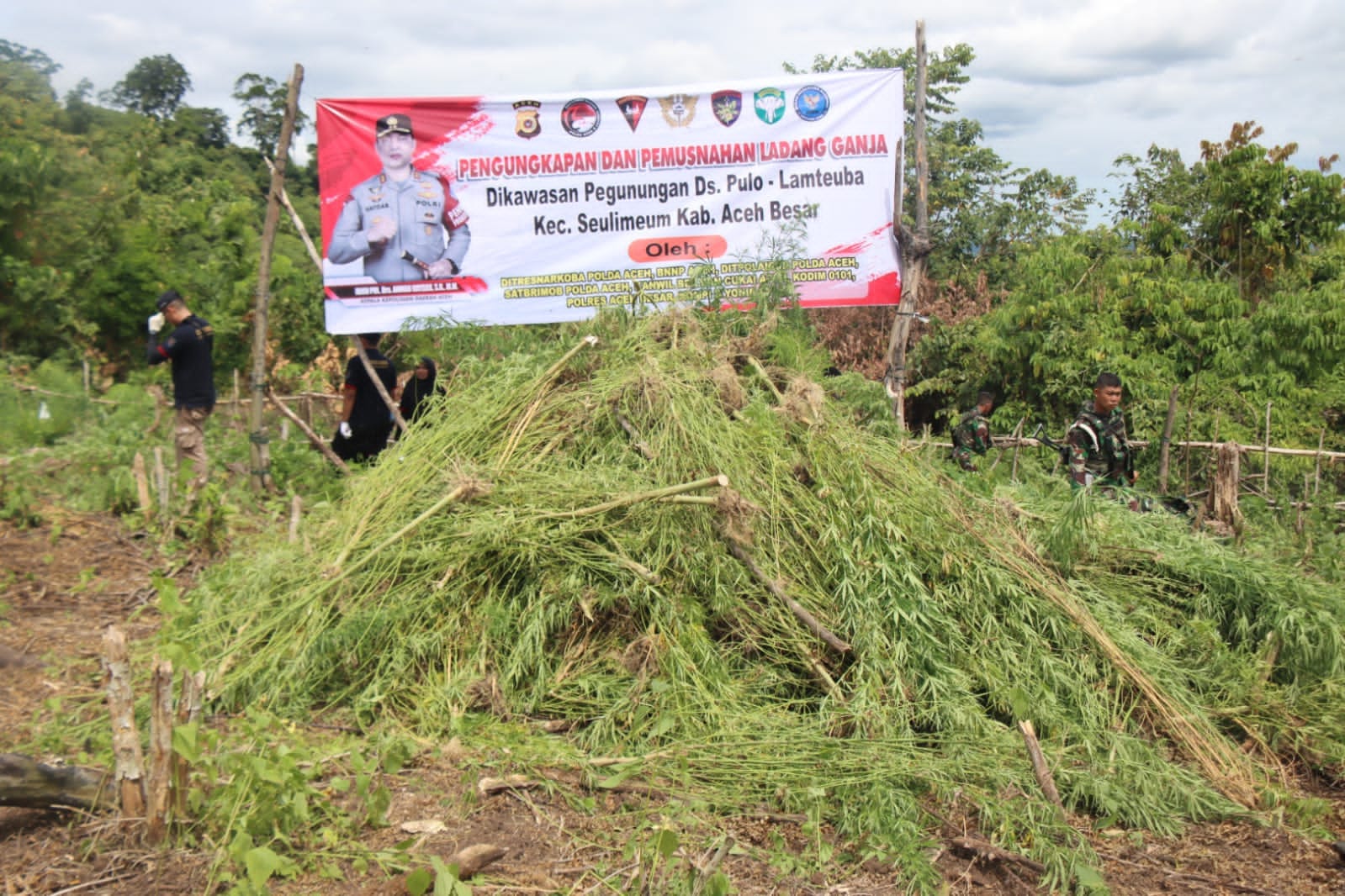 Lagi, 5,3 Hektar Ladang Ganja di Lamteuba Berhasil Dimusnahkan