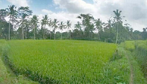 Lahan Pertanian Belum Maksimal, PJ Bupati Aceh Utara Diharapkan Perbaiki Irigasi