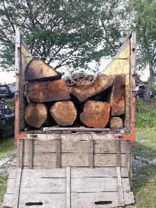 Polres Aceh Besar Ungkap Kasus Illegal Logging, Tiga Orang diamankan
