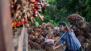 Harga Anjlok, Petani di Aceh Utara Ogah Jual Hasil Panen Sawit