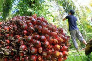 Mendag Minta Pabrik Beli Sawit dari Petani Diharga Rp 1.600 per Kilogram