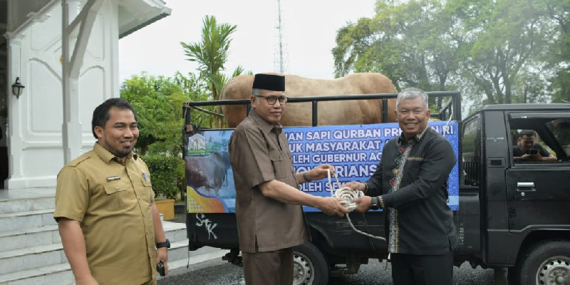 Gubernur Nova Serahkan Sapi Kurban Presiden untuk Kabupaten Aceh Tengah