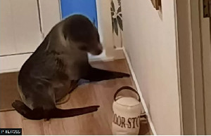 Anjing Laut Masuk ke Rumah Ahli Biologi Kelautan