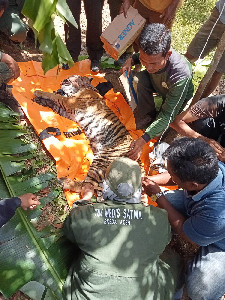 Satu Ekor Harimau Terjerat di Sangir Gayo Lues
