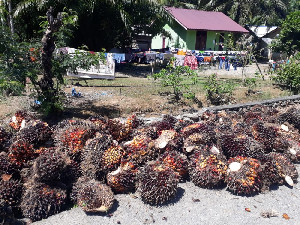 Harga Sawit di Aceh Utara Membaik, Kisaran Rp1.600 Per kilogram
