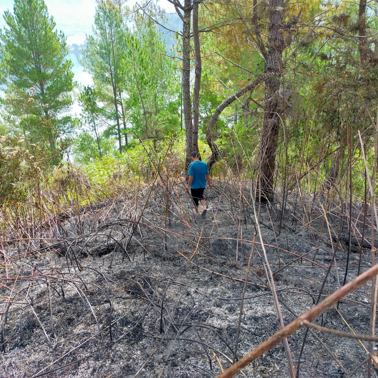 Karhutla di Aceh Tengah, 25 Hektar Hutan Lindung dan Lahan Masyarakat Ludes Terbakar