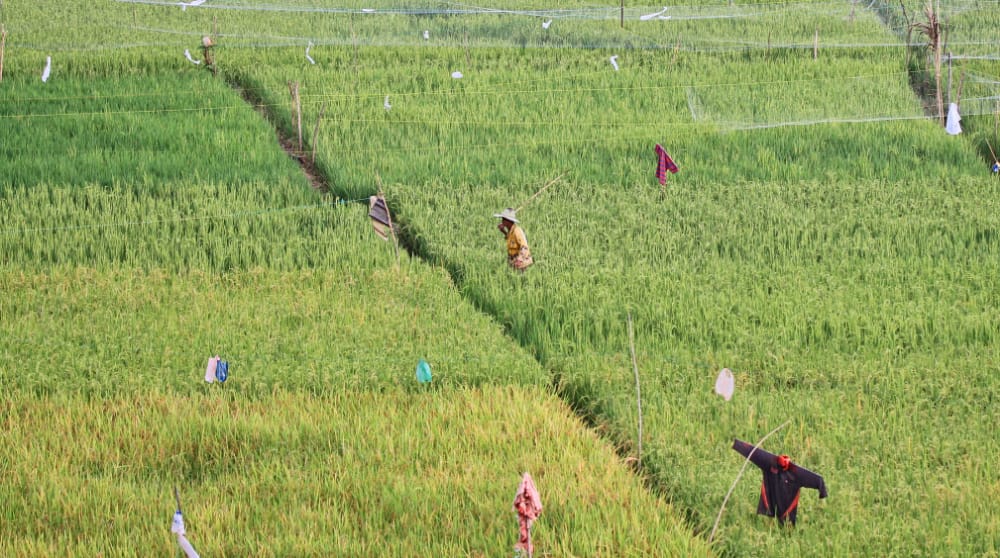 Pemkab Aceh Jaya Tetapkan 8943 Hektare Lahan untuk Ketahanan Pangan, Harap Pemprov Aceh Bantu Sediakan Irigasi