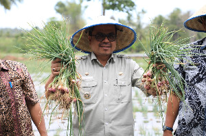 Panen Bawang Merah, Azwardi Apresiasi Pemberdayaan Ekonomi Sektor Pertanian di Aceh Utara