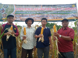 BPTP Aceh Berhasil Produksi Benih Jagung Hibrida