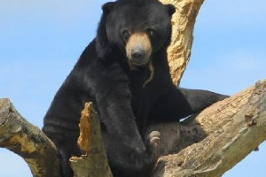 Seekor Beruang Madu yang Ada di Penangkaran BKSDA Aceh Dikabarkan Mati Karena Sakit